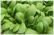 新鮮野菜