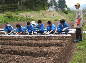 畑に苗を植える学生達の様子